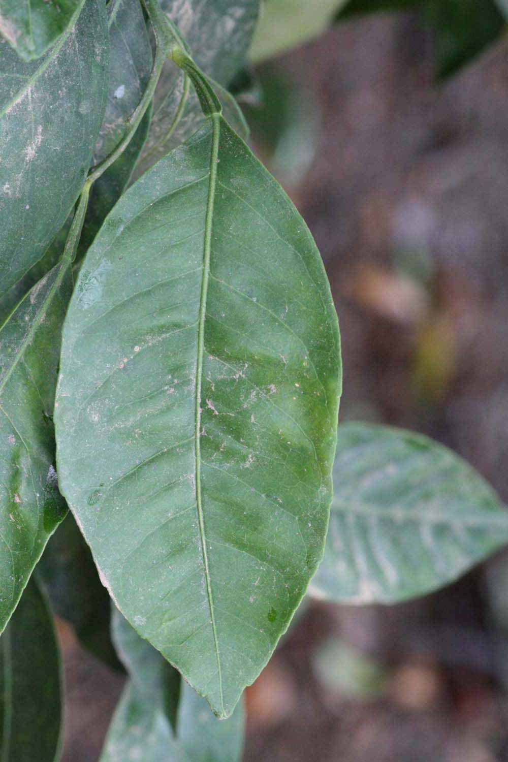              Unifoliolate leaf (Riverside, CA)       